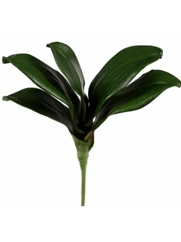 Phalaenopsis Foliage Small 9 in.