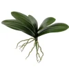 Phalaenopsis Leaf 15 in.