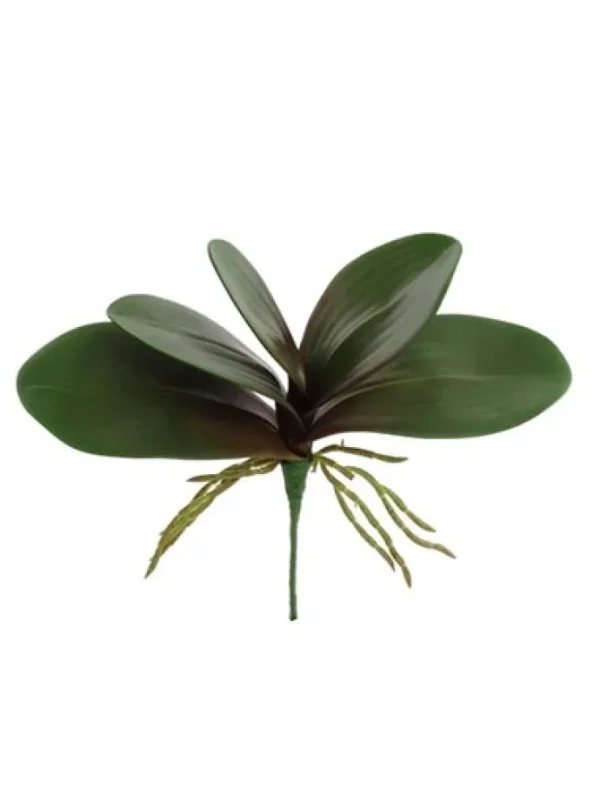 Phalaenopsis Leaf 11 in.