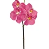 Phalaenopsis Mini 20 in. Fuchsia