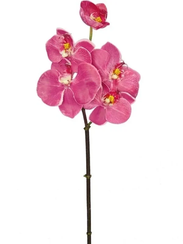 Phalaenopsis Mini 20 in. Fuchsia