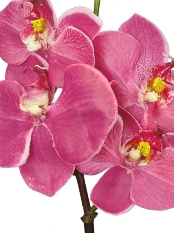 Phalaenopsis Mini 20 in. Fuchsia