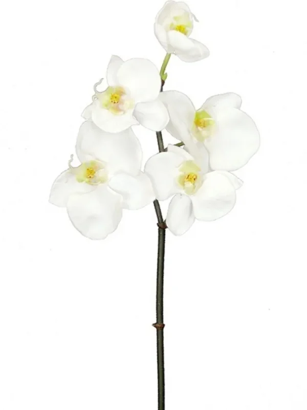 Phalaenopsis Mini 20 in. White