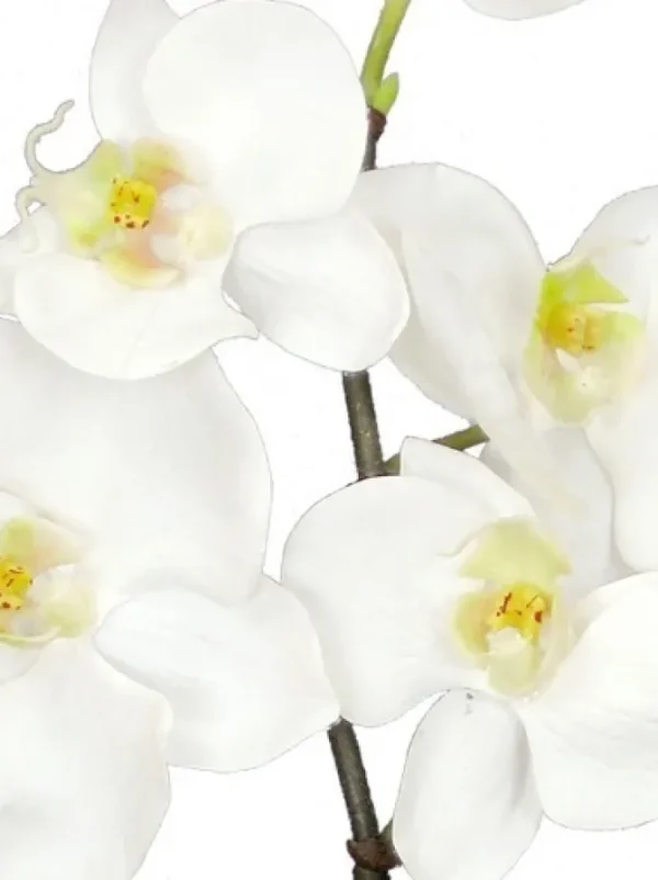 Phalaenopsis Mini 20 in. White