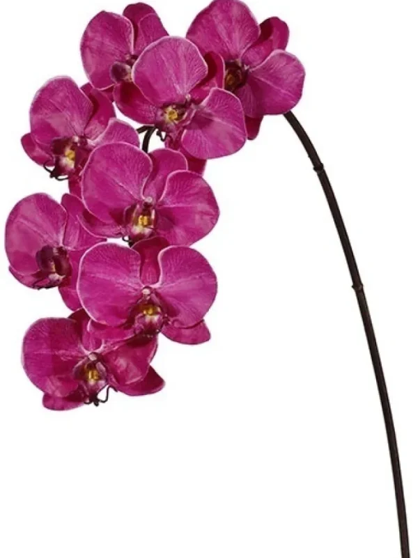 Phalaenopsis Spray 37.5 in. Fuchsia