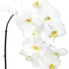 Phalaenopsis Spray 45 in. White