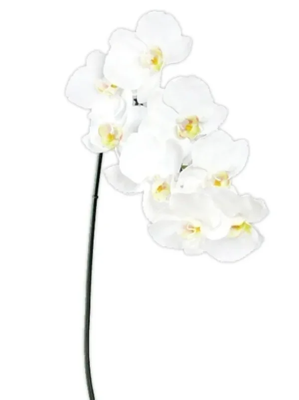 Phalaenopsis Spray 37.5 in. White