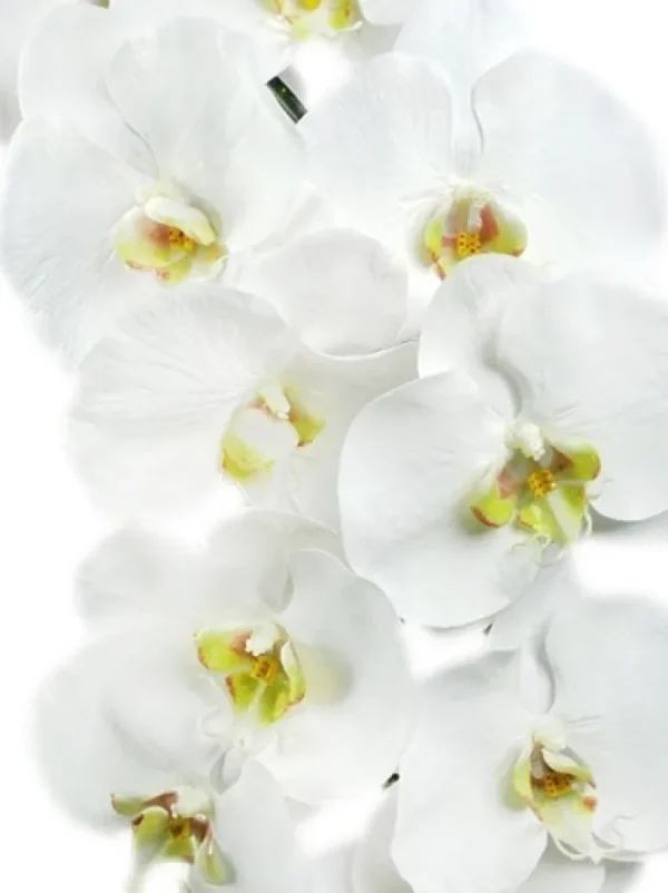 Phalaenopsis Spray 45 in. White