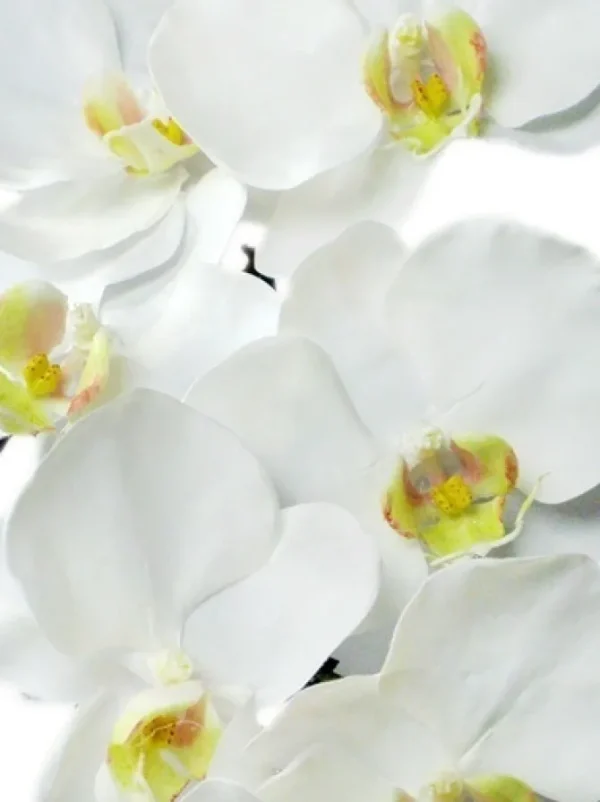 Phalaenopsis Spray 37.5 in. White