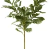 Pittisporum Branch 20 in.