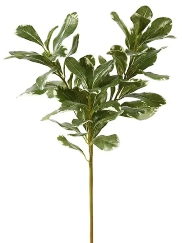 Pittisporum Branch 20 in.