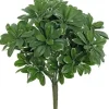 Pittosporum Bush 13 in. Green/Cream