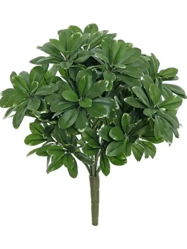 Pittosporum Bush 13 in. Green/Cream