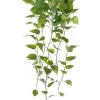 Pothos Bush 39 in.