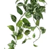 Pothos Bush 27 in. Green / White