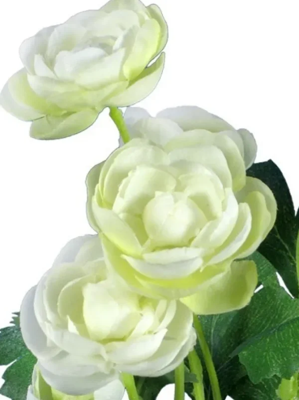 Ranunculus Bush 13 in. Cream