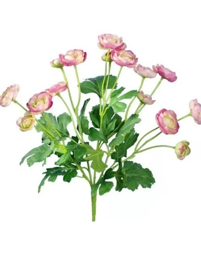 ranunculus_bush__in_pink_0.webp Ranunculus Bush 13 in. Pink