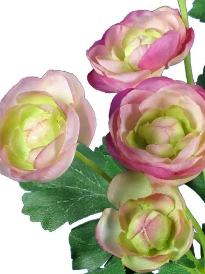 ranunculus_bush__in_pink_2.webp Ranunculus Bush 13 in. Pink