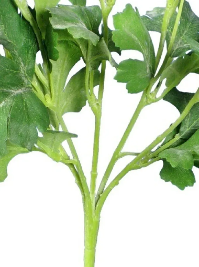 ranunculus_bush__in_yello_1.webp Ranunculus Bush 13 in. Yellow