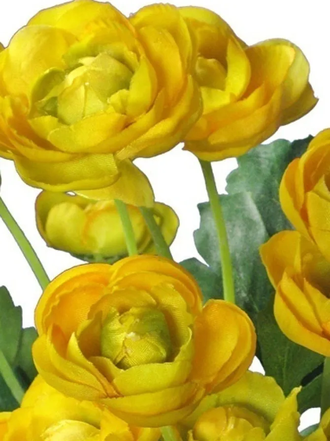 ranunculus_bush__in_yello_2.webp Ranunculus Bush 13 in. Yellow