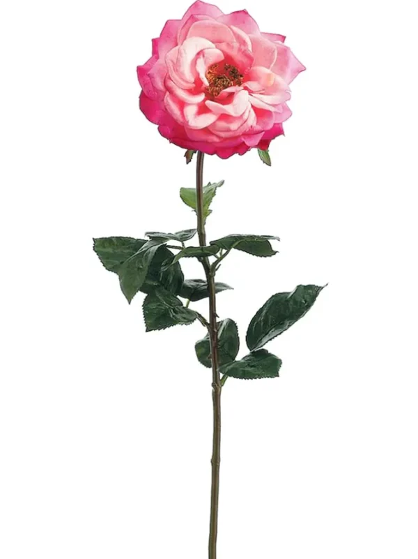 Rose Orlane 25.5in Beauty