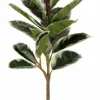 Rubber Plant Spray 31 in. Green Varigated