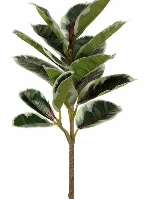 Rubber Plant Spray 31 in. Green Varigated