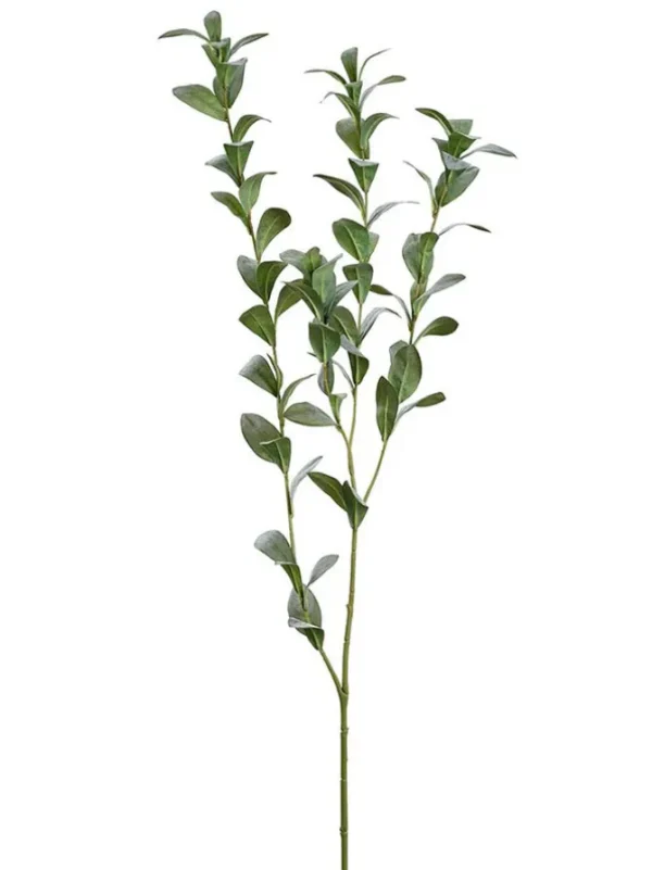 Ruscus Hypophyllum Spray 47 in.