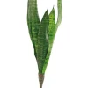 Sansevieria 20 In.