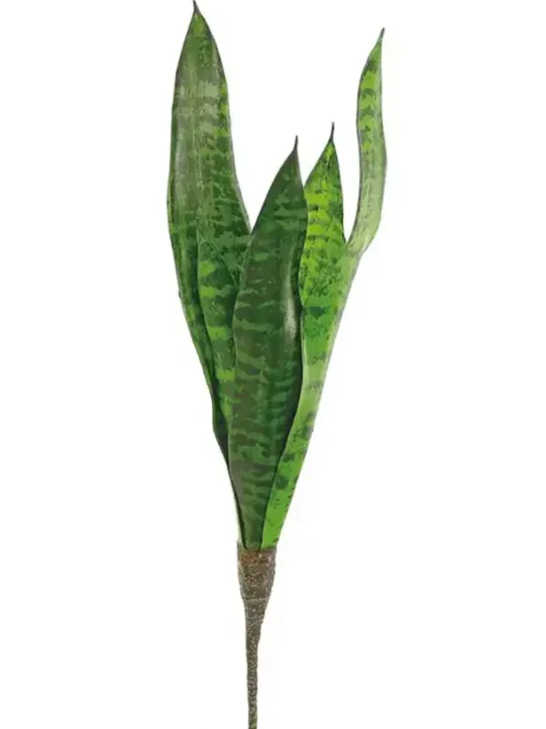 Sansevieria 20 In.
