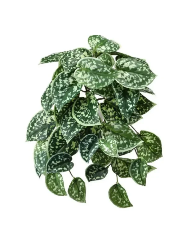 Scindapsus Pictus Bush 9 in. Green/White