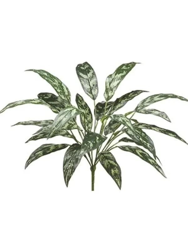 Silver Queen 26 in. Dark Green
