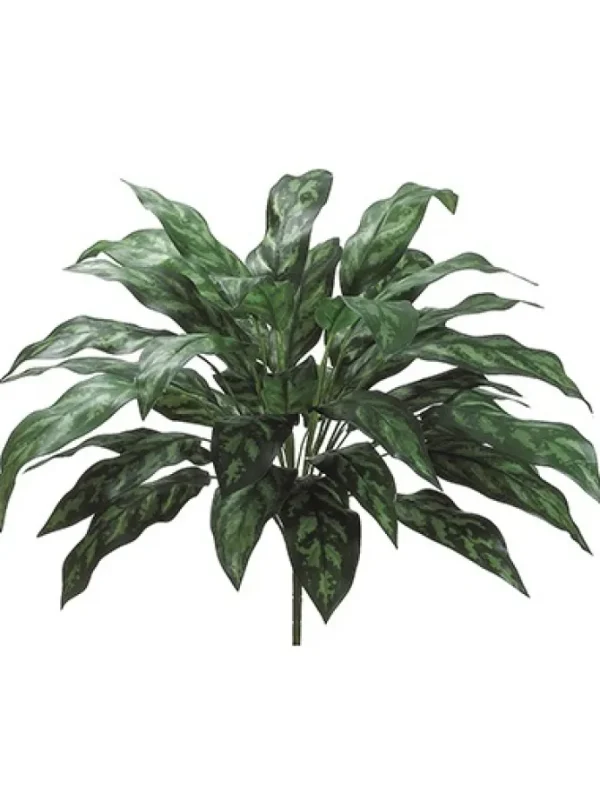 Silver Queen Plant 28 in.