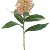 Skimmia 13 in. Pink