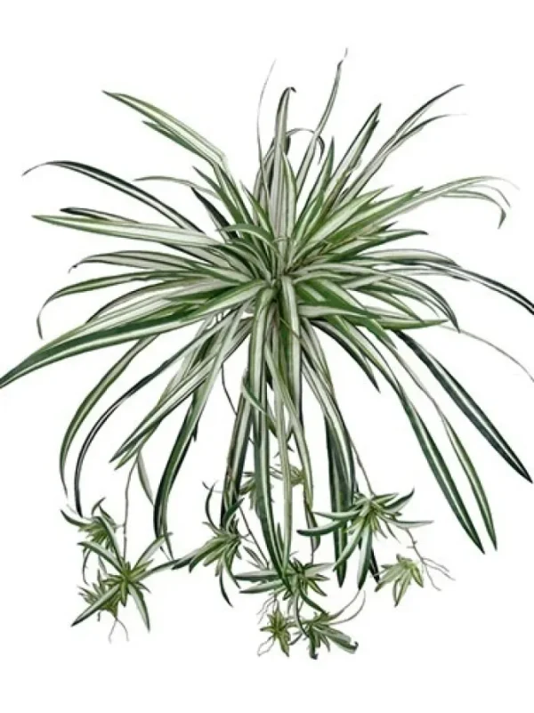 Spider Plant 20 in.