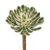 Spoon Succulent 10 in. Green/Cream/Pink