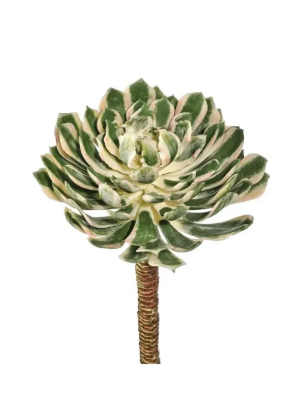 Spoon Succulent 10 in. Green/Cream/Pink