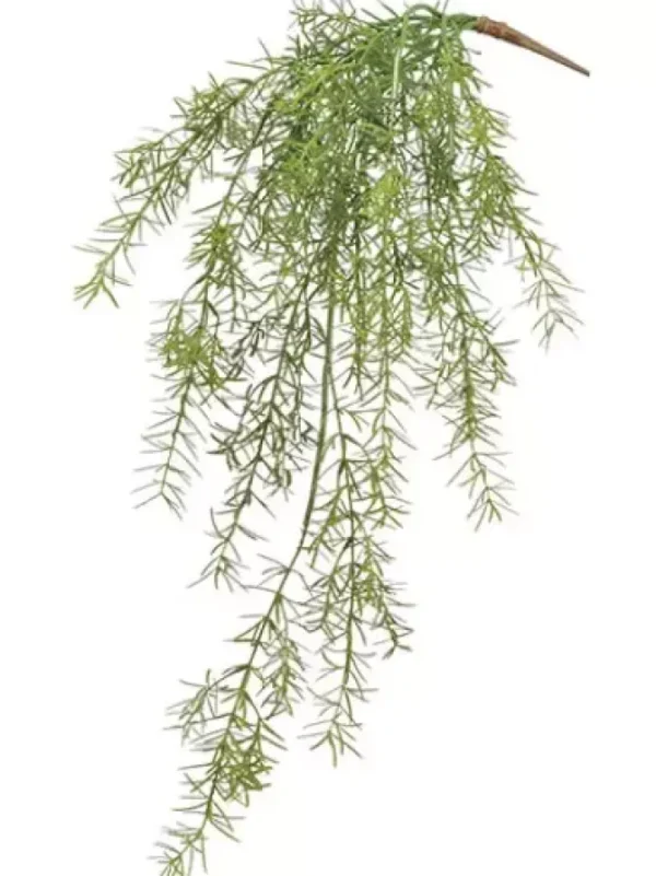 Sprengeri Hanging Bush 26 in.