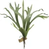 Staghorn Fern 24.5 in.