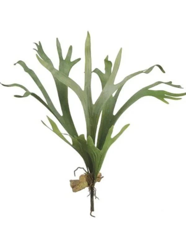 Staghorn Fern 24.5 in.