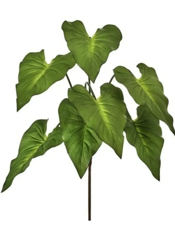 Taro Plant 25 in. Green