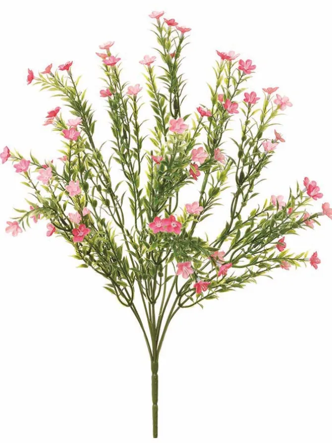 waxflower_bush__in_pink_0-1.webp Waxflower Bush 20 in. Pink