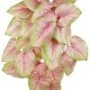 Wild Caladium Bush 23 in. Pink/Green