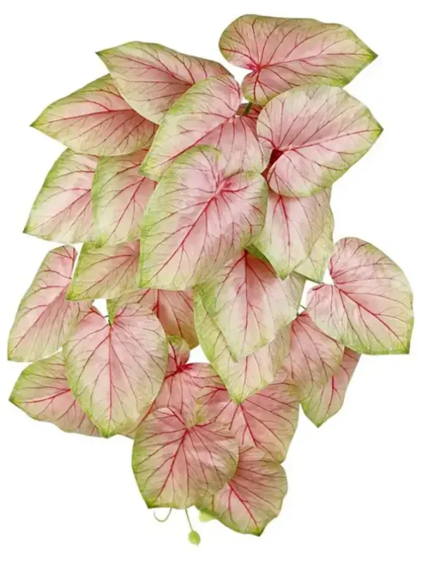 Wild Caladium Bush 23 in. Pink/Green