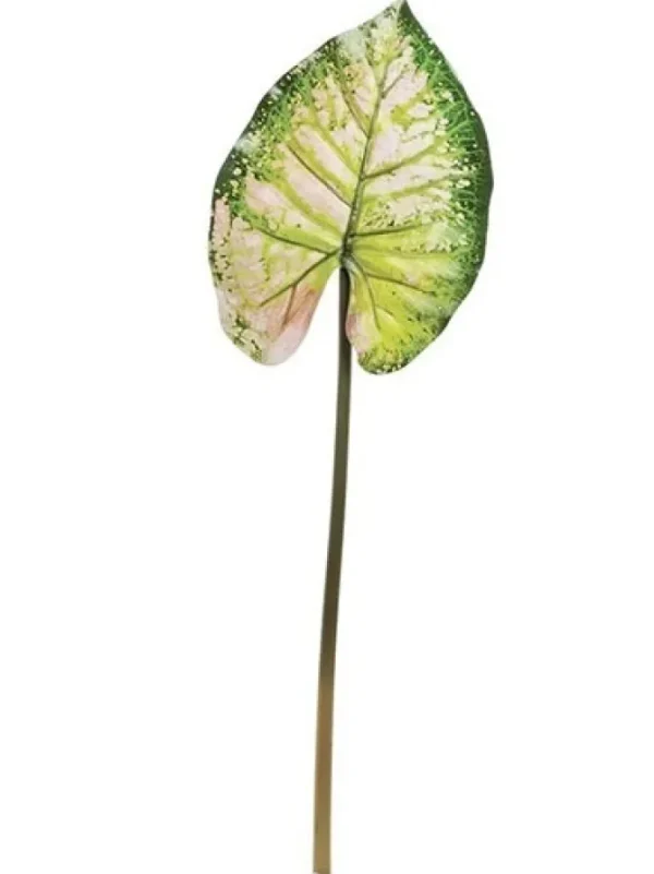 Wild Caladium Leaf 36.5 in. Green / Mauve