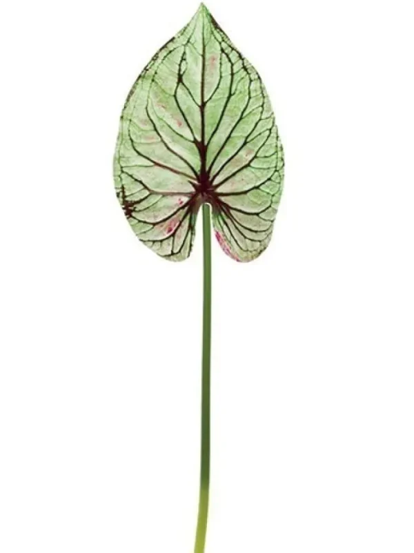Wild Caladium Leaf 47 in. Green