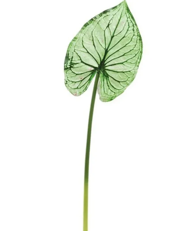 Wild Caladium Leaf 36.5 in. Green