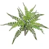 Wing Fern Bush 13 in.