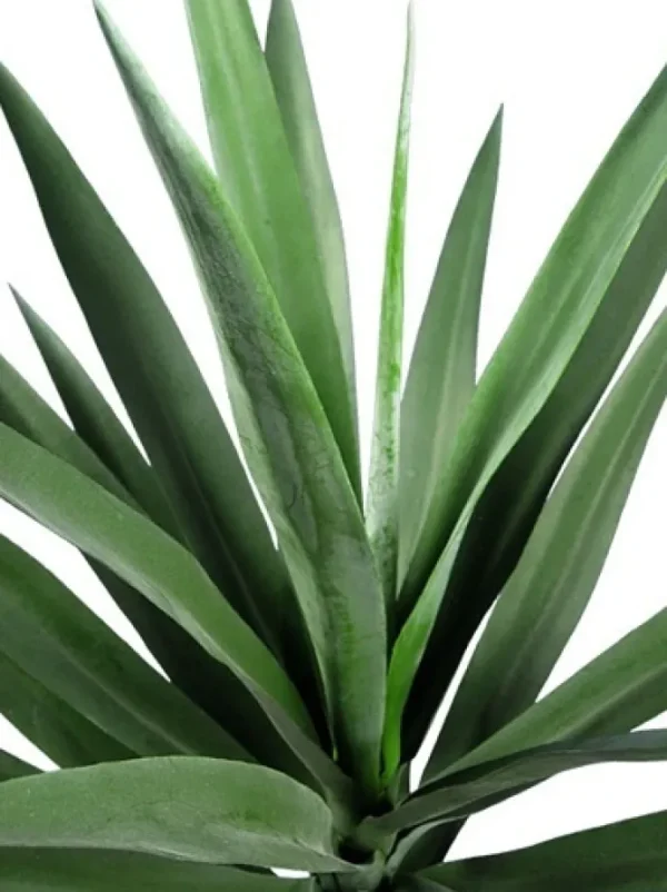Yucca 27 in. Green