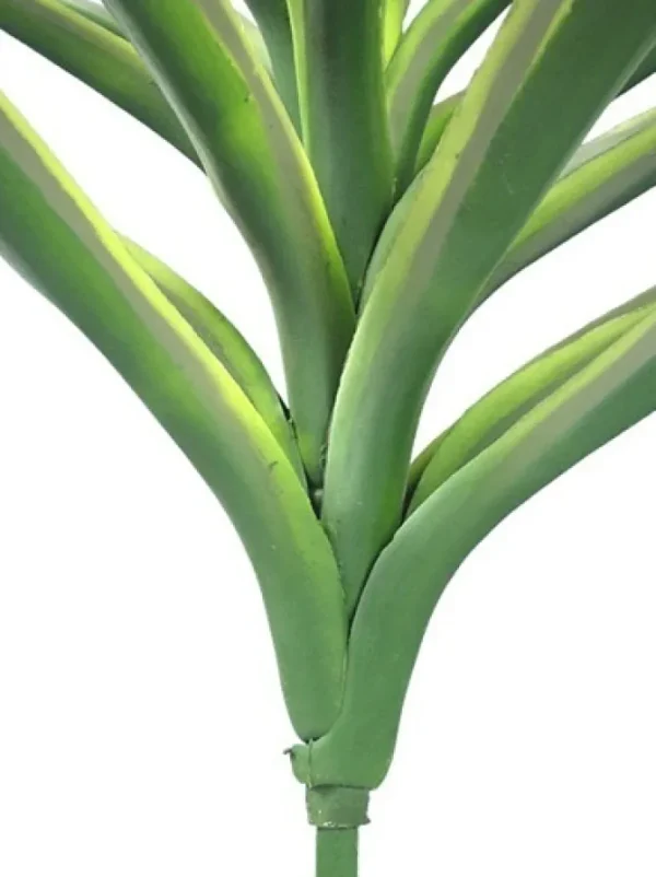 Yucca 27 in. Variegated Green